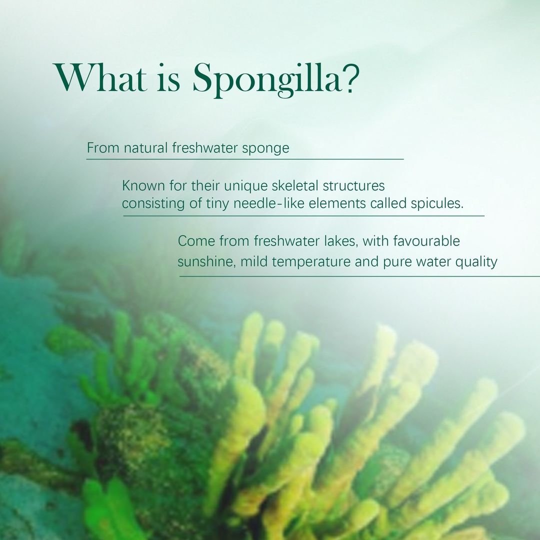Educational graphic about natural freshwater Spongilla sponge and its microscopic spicules