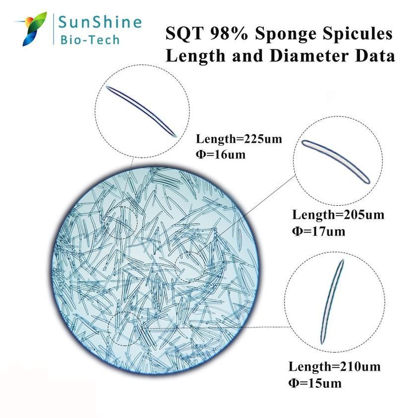 Microscope measurements showing representative SQT spicule length and diameter