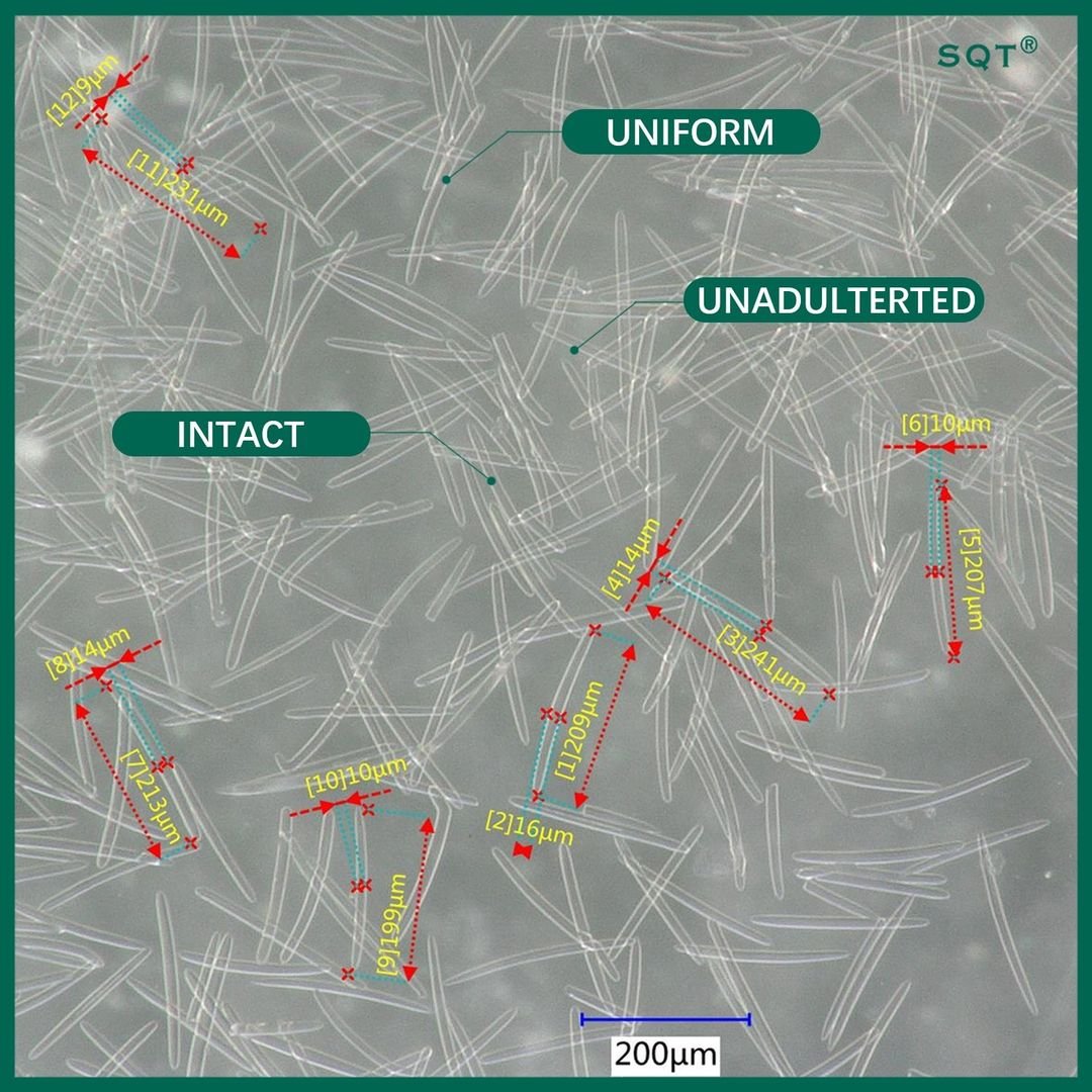 Microscope view of uniform and intact SQT sponge spicules